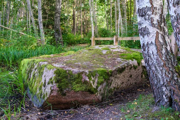 苔や割れ目のある野生の森の大きな石は — ストック写真