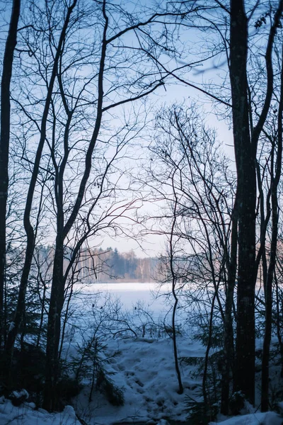 Magiczny Las Zimowy Drzewami Pod Osłoną Śniegu Słoneczny Dzień Kraju — Zdjęcie stockowe