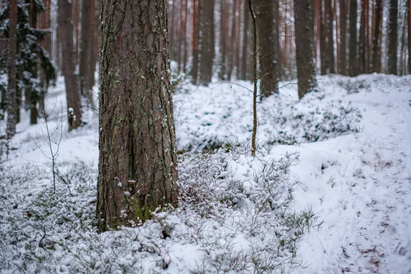 Волшебный Зимний Лес Деревьями Снежным Покровом Солнечный День Стране — стоковое фото