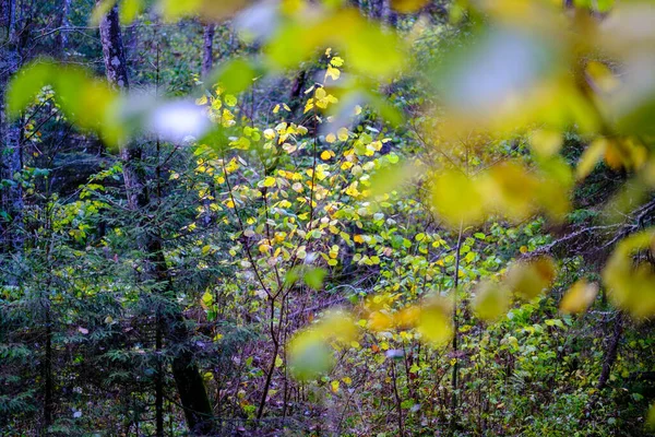 Abstrakte Herbst Farbigen Blatt Pettern Der Natur Mit Verschwommenem Hintergrund — Stockfoto