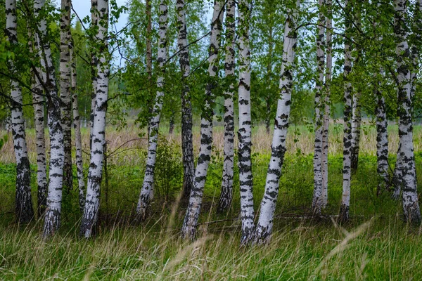 Bosque Natural Verano Exuberante Con Arbustos Troncos Árboles Musgo Suelo — Foto de Stock