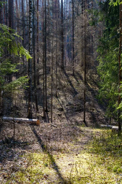 Naturlig Sommar Skog Frodig Med Buskar Trädstammar Och Mossa Marken — Stockfoto