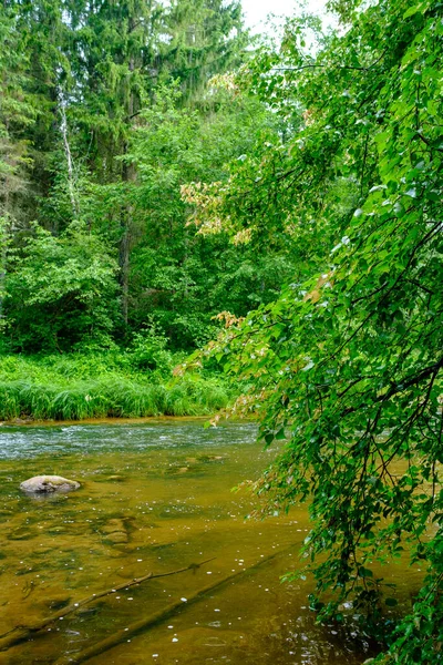 Malá Země Řeka Potok Létě Zelený Les Kameny Nízkou Vodou — Stock fotografie