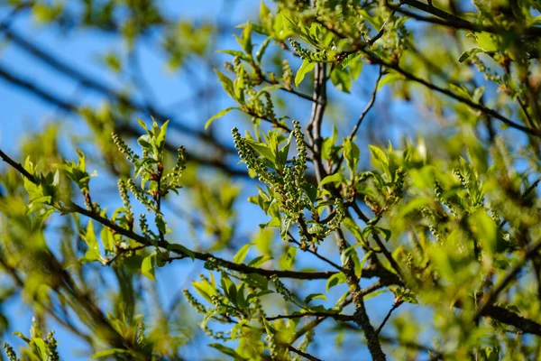 Pequenos Galhos Árvore Primavera Fundo Borrão Neutro Resumo Com Folhas — Fotografia de Stock