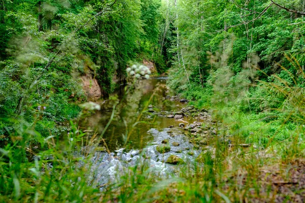 Kleiner Flusslauf Sommergrünen Wald Mit Felsen Und Niedrigem Wasser — Stockfoto