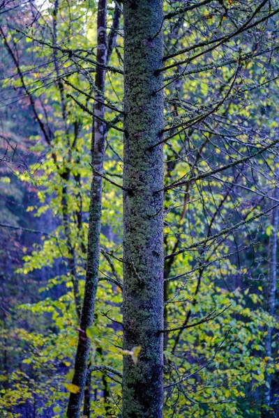 Abstrakt Höst Färgade Blad Pettern Naturen Med Suddig Bakgrund Och — Stockfoto