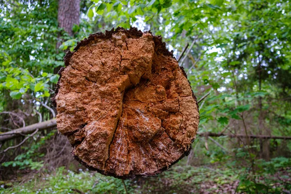 Vieux Tronc Arbre Sec Piétiner Dans Forêt Pour Les Bûches — Photo