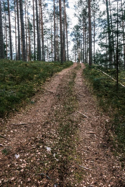 Beau Chemin Gravier Dans Forêt Printemps Arbres Sans Feuilles — Photo