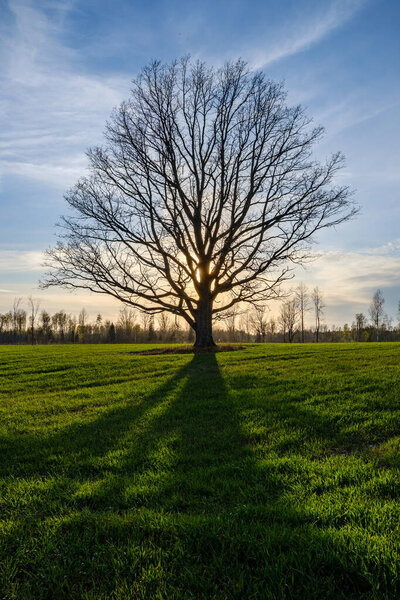 large old tree trunk in the forest in natural environment