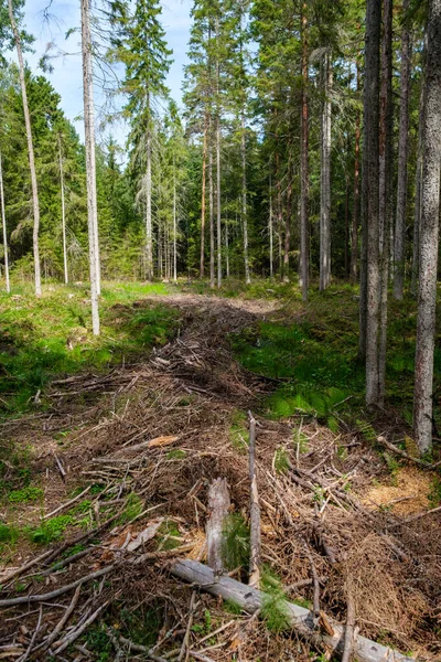 Ξηροί Κορμοί Δέντρων Και Ρίζες Που Έχουν Απομείνει Στο Δάσος — Φωτογραφία Αρχείου