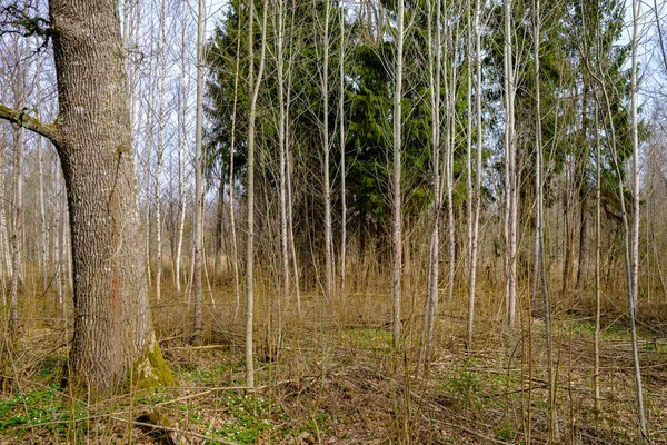 Grande Tronco Árvore Velha Floresta Ambiente Natural — Fotografia de Stock