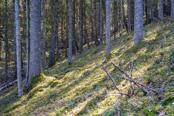 Zonnig Oud Bos Met Boomstammen Stompen Het Voorjaar Mos Bedekt — Stockfoto