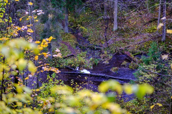 Pétale Abstrait Feuilles Colorées Automne Dans Nature Avec Fond Flou — Photo