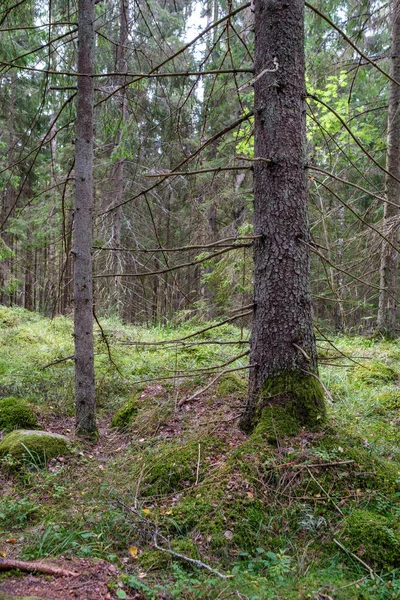 Grote Oude Boomstam Het Bos Natuurlijke Omgeving — Stockfoto