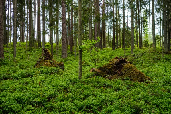 Bosque Verde Exuberante Con Hojas Follaje Textura Arbusto Naturaleza Verano —  Fotos de Stock