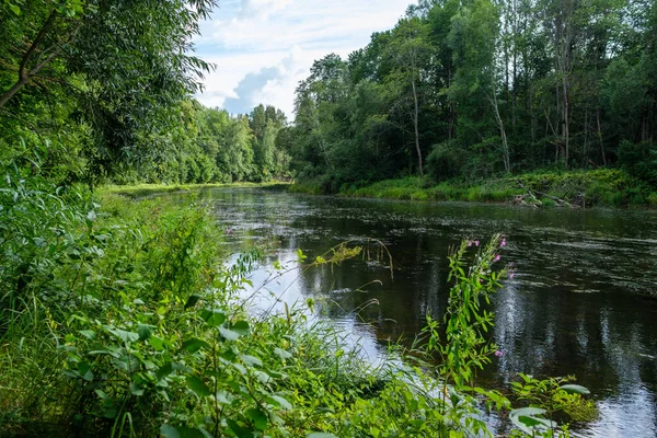 Rivière Forêt Lente Été Bois Vert Avec Des Roches Dans — Photo