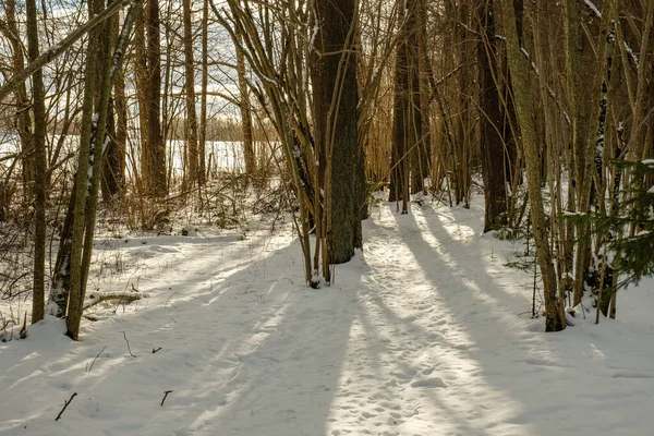 Floresta Mágica Inverno Com Árvores Sob Cobertura Neve Dia Ensolarado — Fotografia de Stock