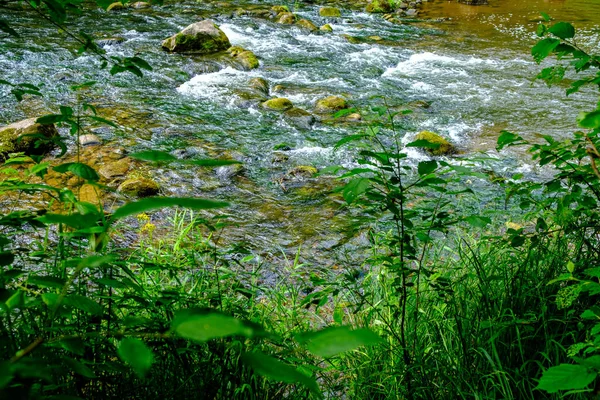 Pequeno Córrego Rio País Floresta Verde Verão Com Pedras Água — Fotografia de Stock