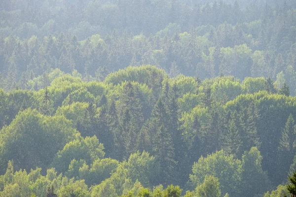 Erdő Kilátás Felülről Köd Köd Távoli Horizont Nyári Táj — Stock Fotó