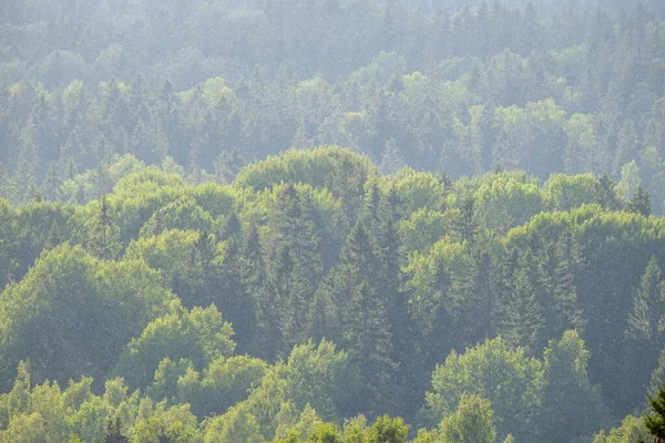 Vista Foresta Dall Alto Con Nebbia Nebbia Lontano Orizzonte Nel — Foto Stock