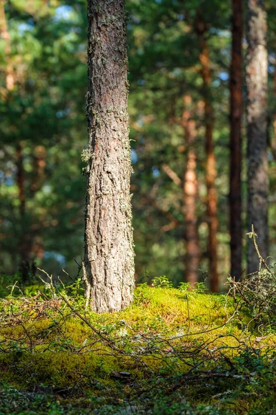 Grand Tronc Arbre Ancien Dans Forêt Milieu Naturel — Photo