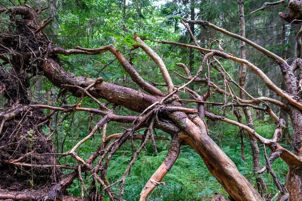 Сухие Старые Стволы Деревьев Корни Оставленные Лесу Дерево Натуральное Летом — стоковое фото