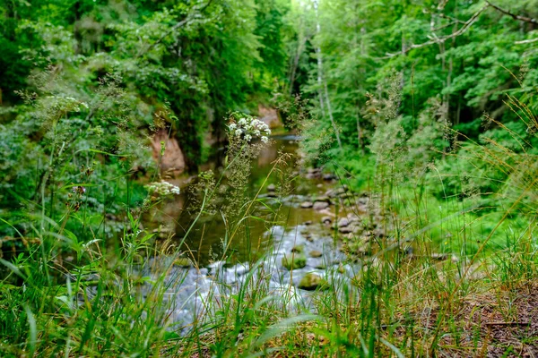 Mały Strumień Rzeki Kraju Lecie Zielony Las Skałami Niską Wodą — Zdjęcie stockowe