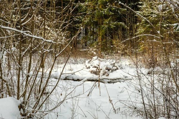 Floresta Mágica Inverno Com Árvores Sob Cobertura Neve Dia Ensolarado — Fotografia de Stock