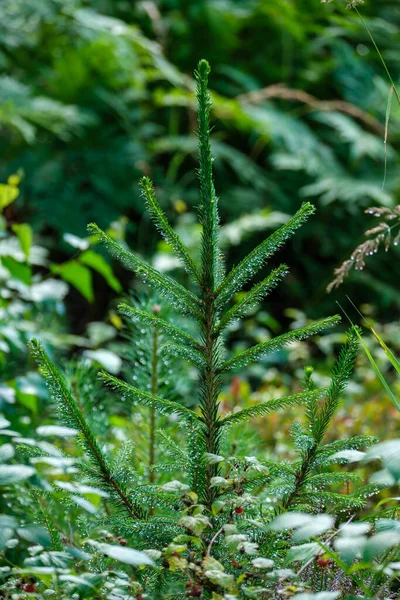 Verde Foresta Lussureggiante Con Foglie Fogliame Cespuglio Texture Nella Natura — Foto Stock