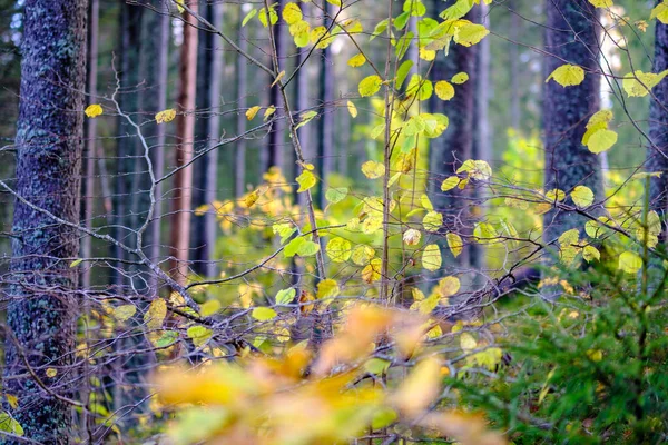 Abstrakte Herbst Farbigen Blatt Pettern Der Natur Mit Verschwommenem Hintergrund — Stockfoto