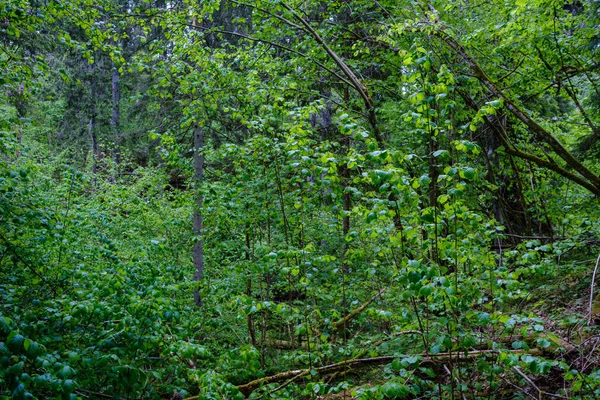 Groen Bos Weelderig Met Bladeren Bladeren Struiken Textuur Zomer Natuur — Stockfoto