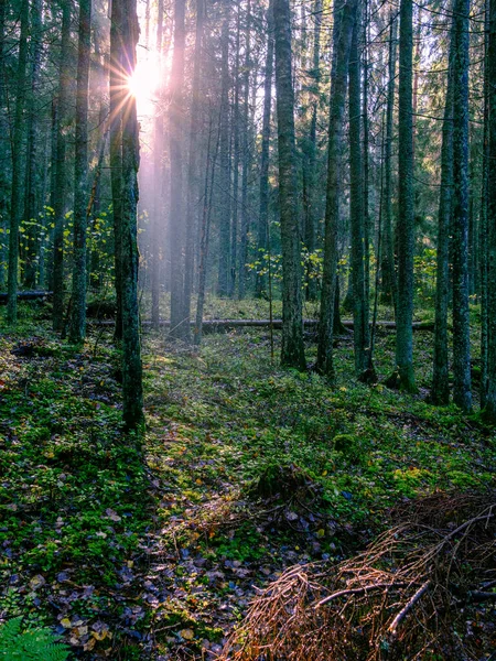 Bosque Oscuro Otoño Con Troncos Árbol Sin Hojas Tonos Marrones —  Fotos de Stock