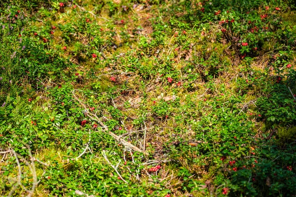 Червона Ліньонка Зеленому Лісовому Лісі Літньому Листі — стокове фото