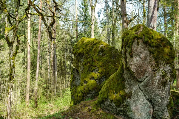 Nagy Kövek Vad Erdőben Moha Repedések Idő — Stock Fotó