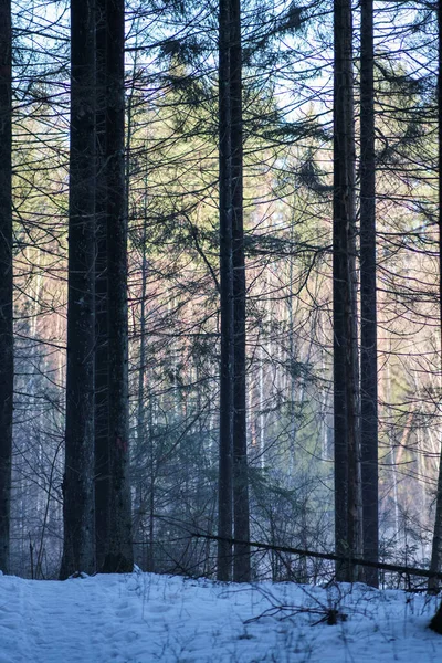 Mur Tronc Arbre Dans Forêt Hiver Couverte Neige Soleil Qui — Photo