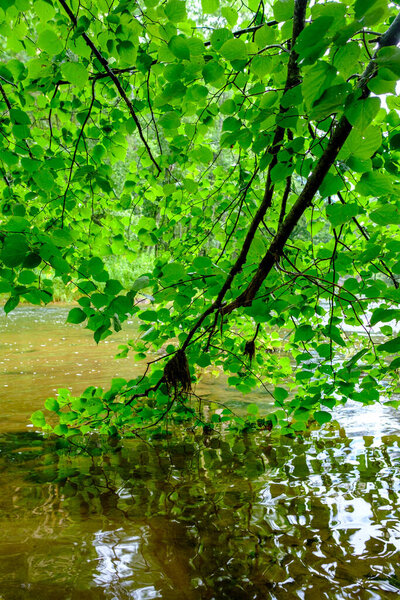 scenic summer river view in forest with green foliage tree leaf and low water with rocks and sand in stream