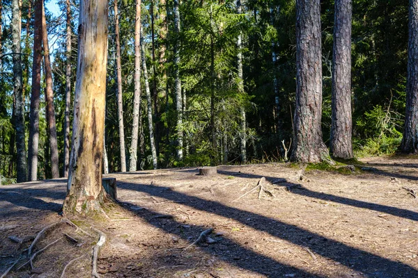 Grand Tronc Arbre Ancien Dans Forêt Milieu Naturel — Photo