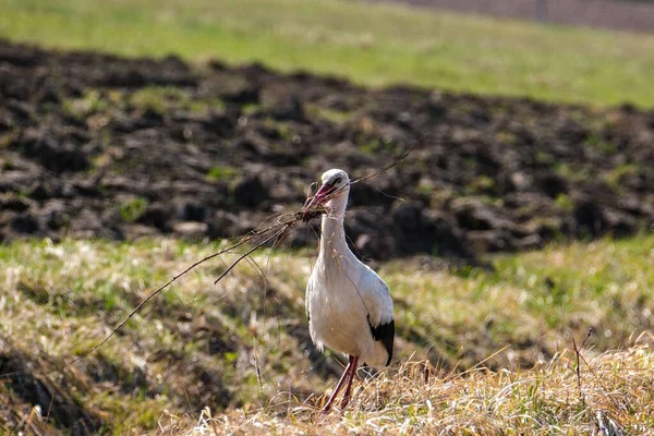 Vit Stork Utfodring Fältet Och Samla Grenar För Boet — Stockfoto