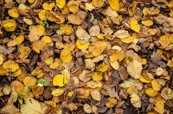 Abstraktní Podzimní Barevný List Pettern Přírodě Rozmazané Pozadí Náladové Barvy — Stock fotografie