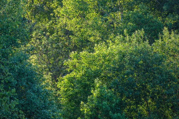 Forêt Verte Luxuriante Avec Des Feuilles Feuillage Texture Brousse Dans — Photo