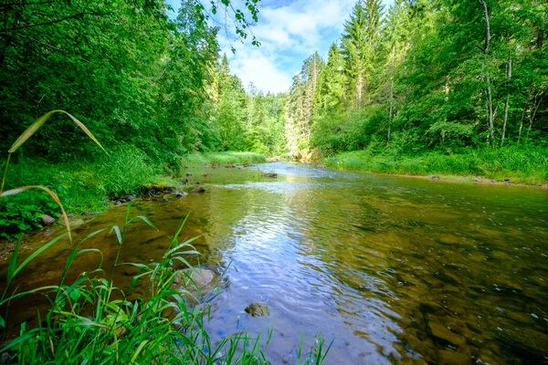 Vista Panorâmica Rio Verão Floresta Com Folha Folhagem Verde Baixa — Fotografia de Stock