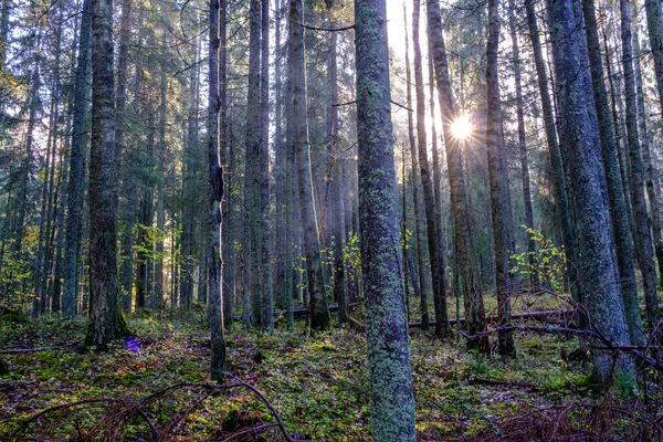 Tmavý Podzimní Les Kmeny Stromů Bez Listů Hnědých Tónech — Stock fotografie