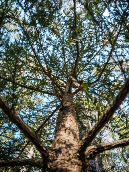 春の森の木の幹の質感の背景に漂白色 — ストック写真