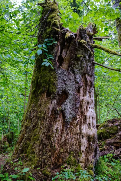 Alter Trockener Baumstamm Wald Für Holzscheite Und Feuerstelle — Stockfoto