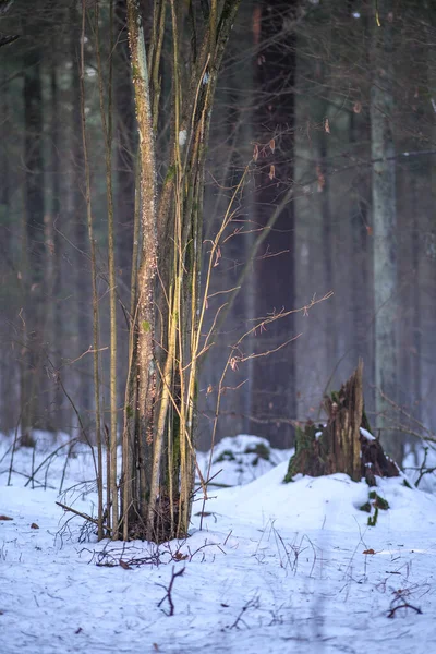 Kouzelný Zimní Les Stromy Pod Sněhovou Pokrývkou Slunečný Den Zemi — Stock fotografie