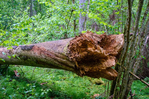 Vecchio Tronco Albero Secco Calpestio Nella Foresta Tronchi Legno Camino — Foto Stock