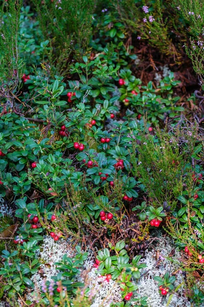 夏の葉の緑の森のベッドで赤いリンゴンベリー — ストック写真