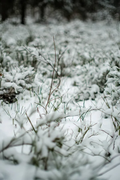 Pequenos Galhos Árvores Folhas Congeladas Inverno Com Fundo Desfocado Textura — Fotografia de Stock