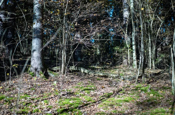Dunkler Herbstwald Mit Baumstämmen Ohne Blätter Brauntönen — Stockfoto