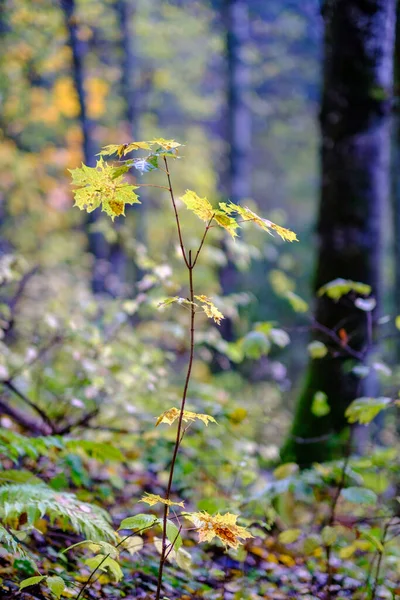 Soyut Sonbahar Renkli Yaprak Peteri Bulanık Arkaplan Karamsar Renklerle Doğada — Stok fotoğraf